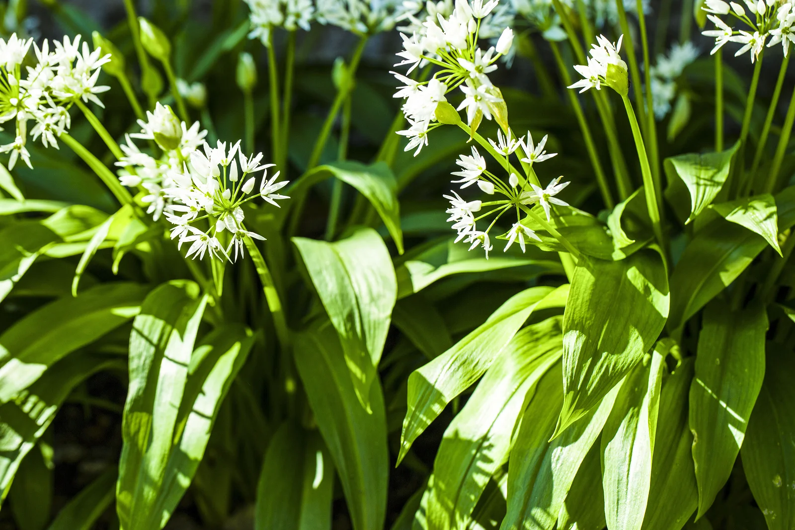 wild-garlic-1.jpg
