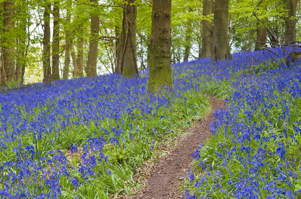 Forest of Dean, Gloucestershire