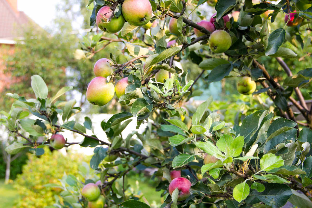 apple tree back garden sml.jpg