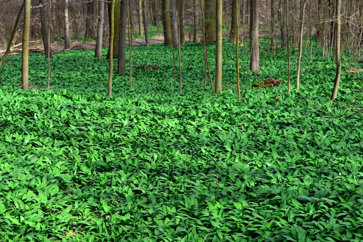 wild garlic 3.jpg