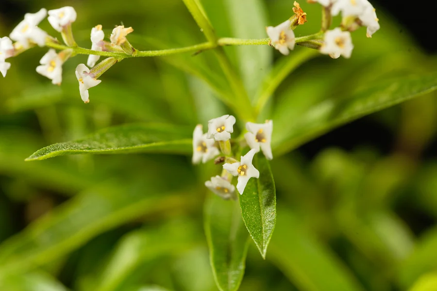 Lemon verbena flowers and leaves