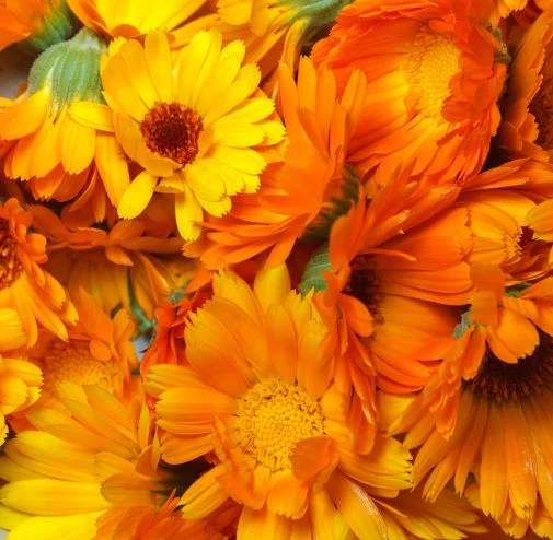 Calendula, or ‘poor man’s saffron’