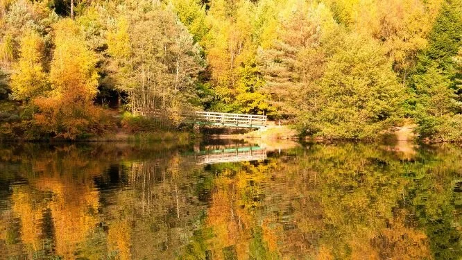 Forest of Dean