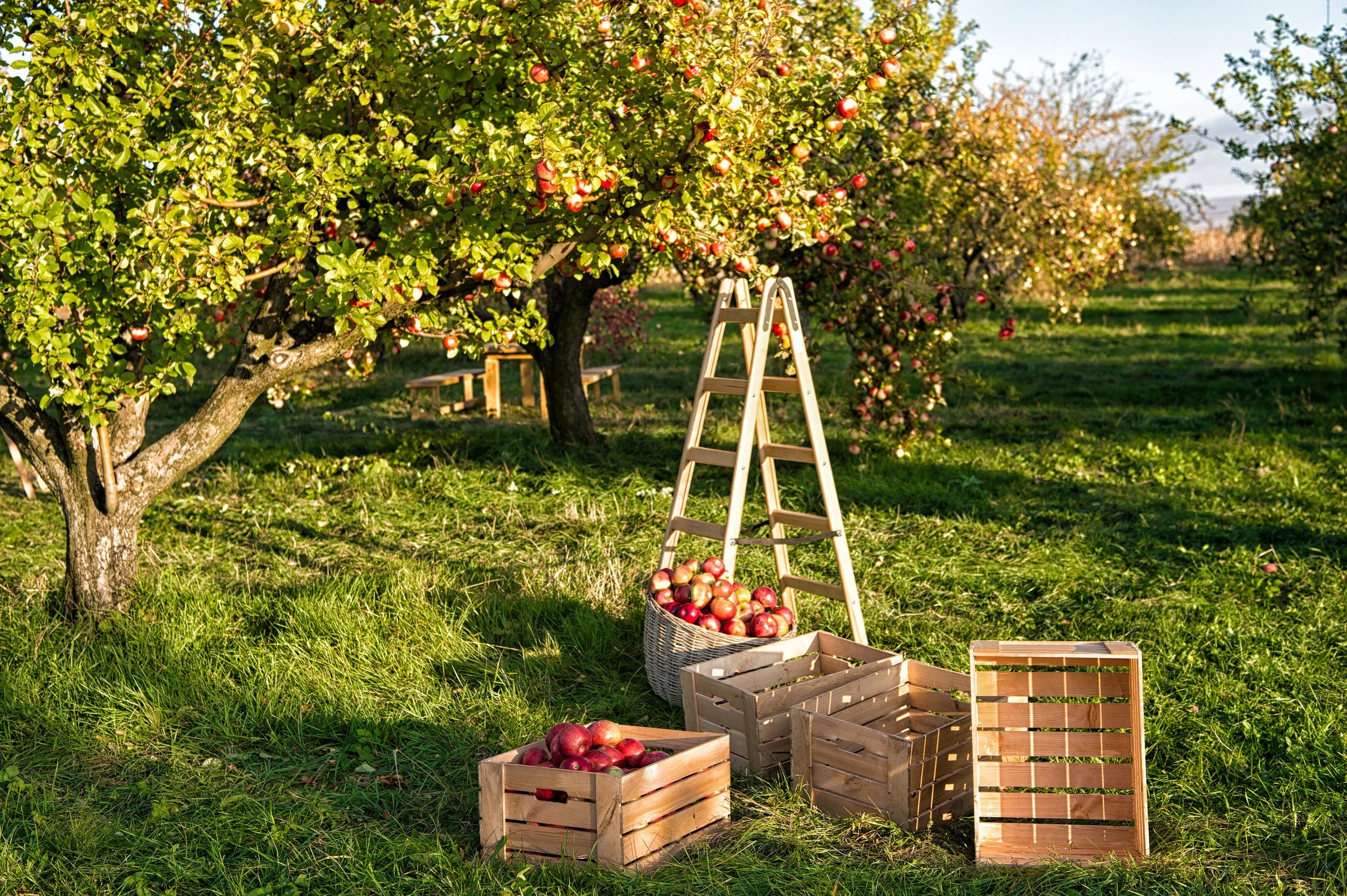 Create Nutrient-Rich Compost for Your Garden: 15 Tips for Successful Composting