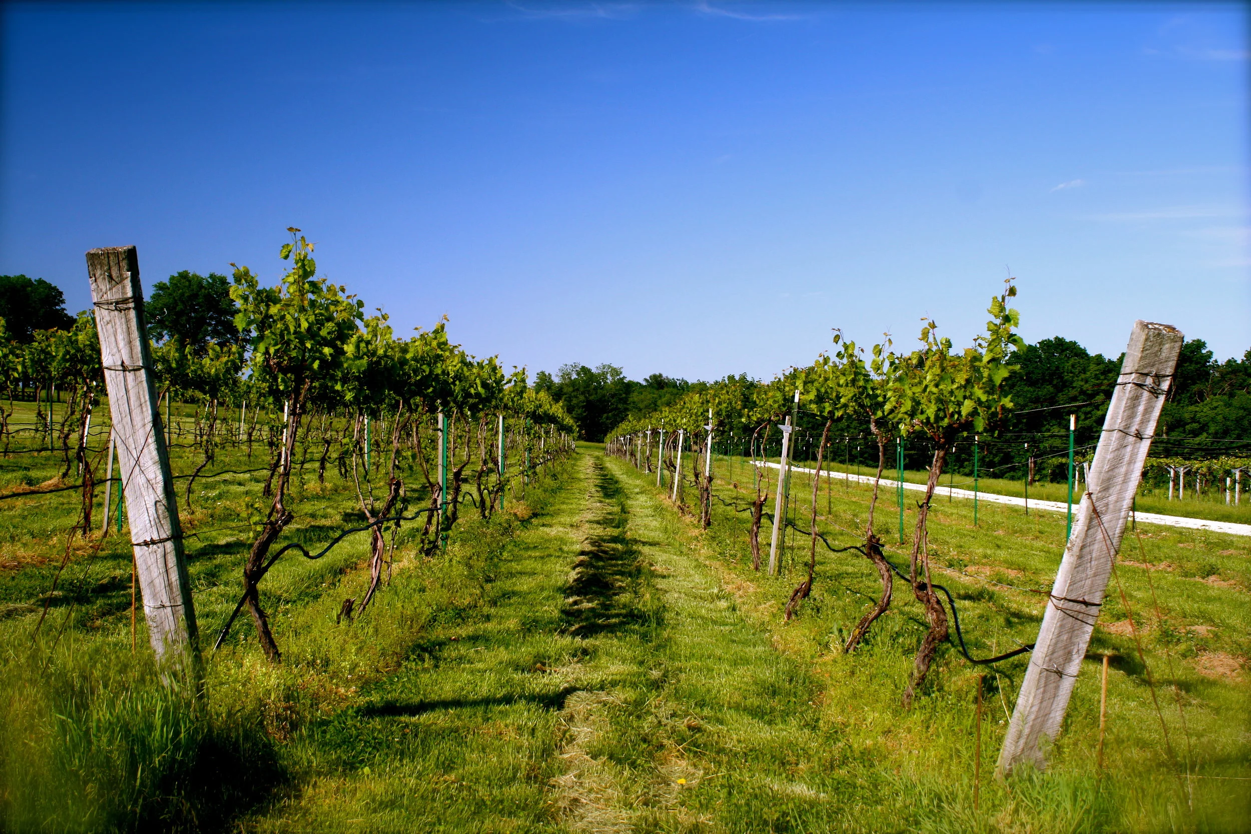 Award-winning Wine Connoisseur Cori Solomon Lists Röbller Vineyard Among Favorite Wineries in Missouri