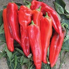 Pointed Romero Peppers