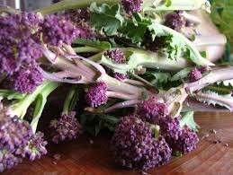 Purple Sprouting