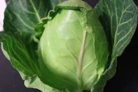 Pointed Hispi Cabbage