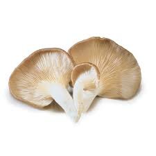 Oyster Mushrooms