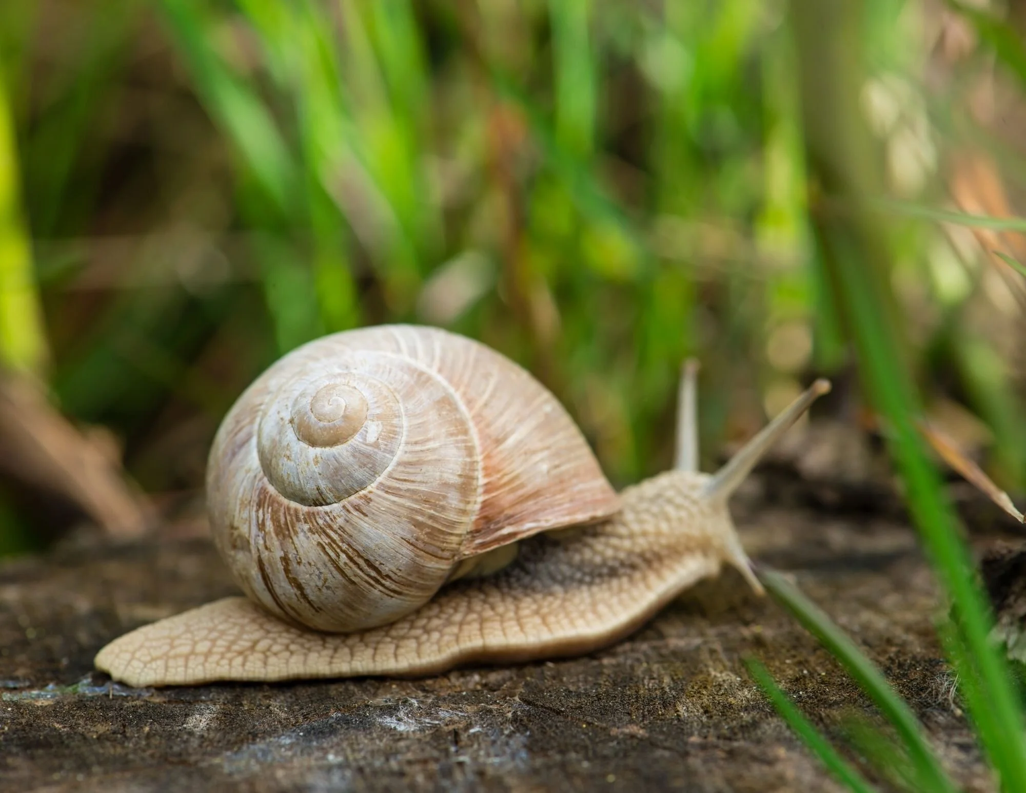 Backyard Science: Snails!
