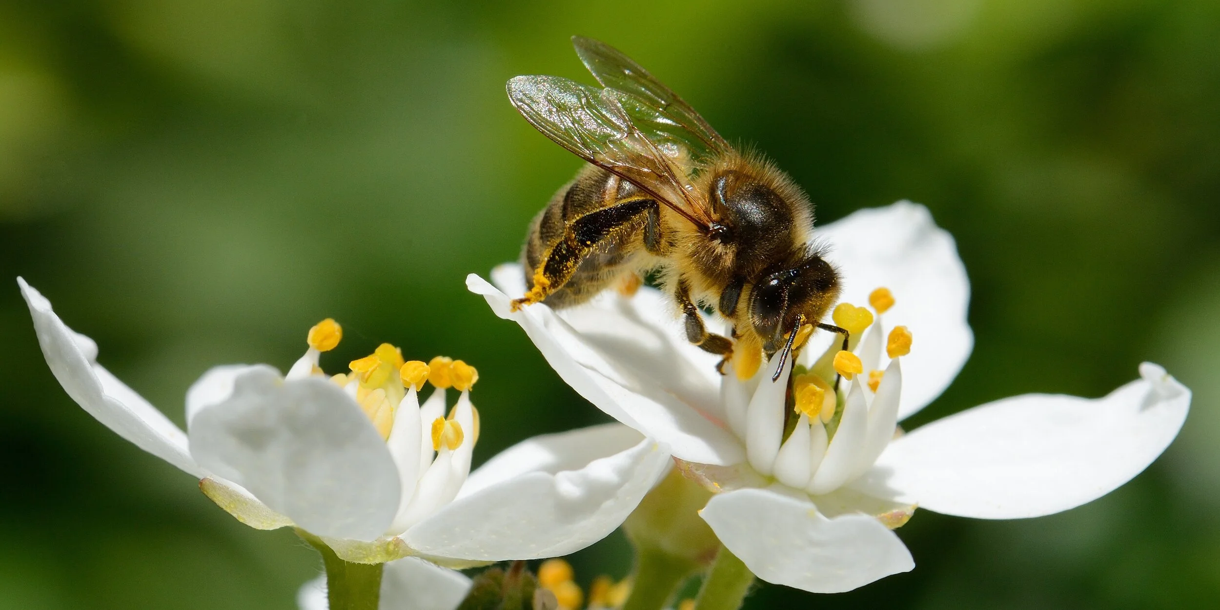 Citizen Science: Bee Buddies!