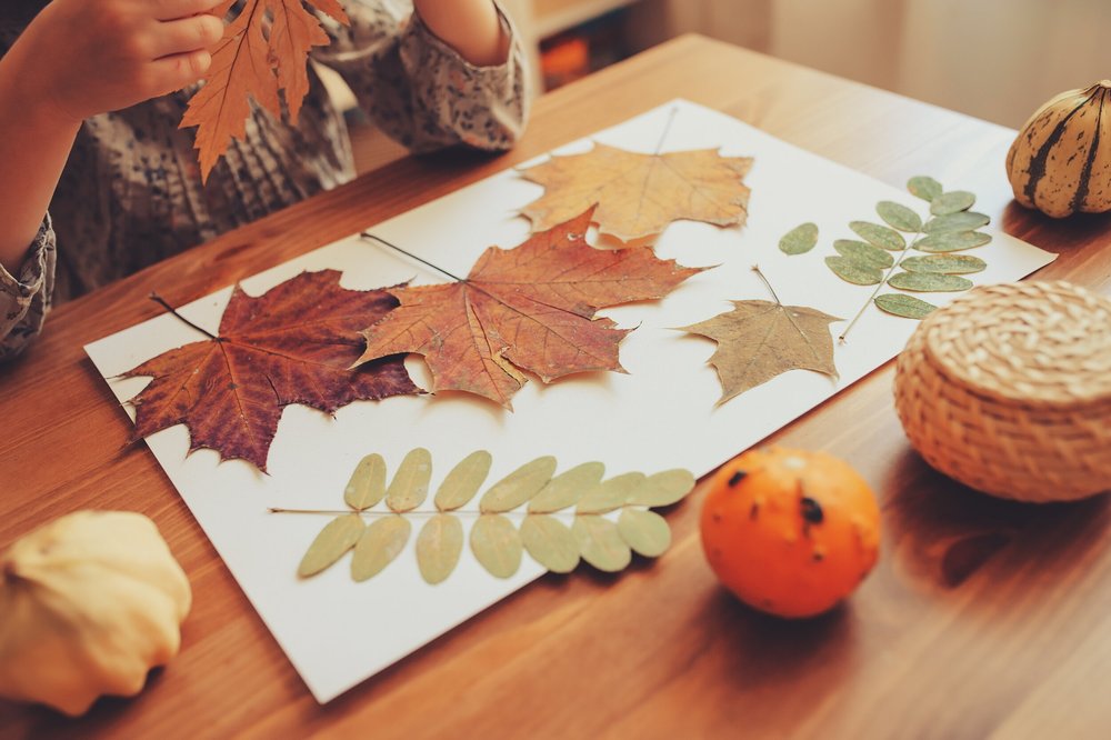 Leaf Lab: Classifying Type, Shape, and Structure — STEMSpark LLC