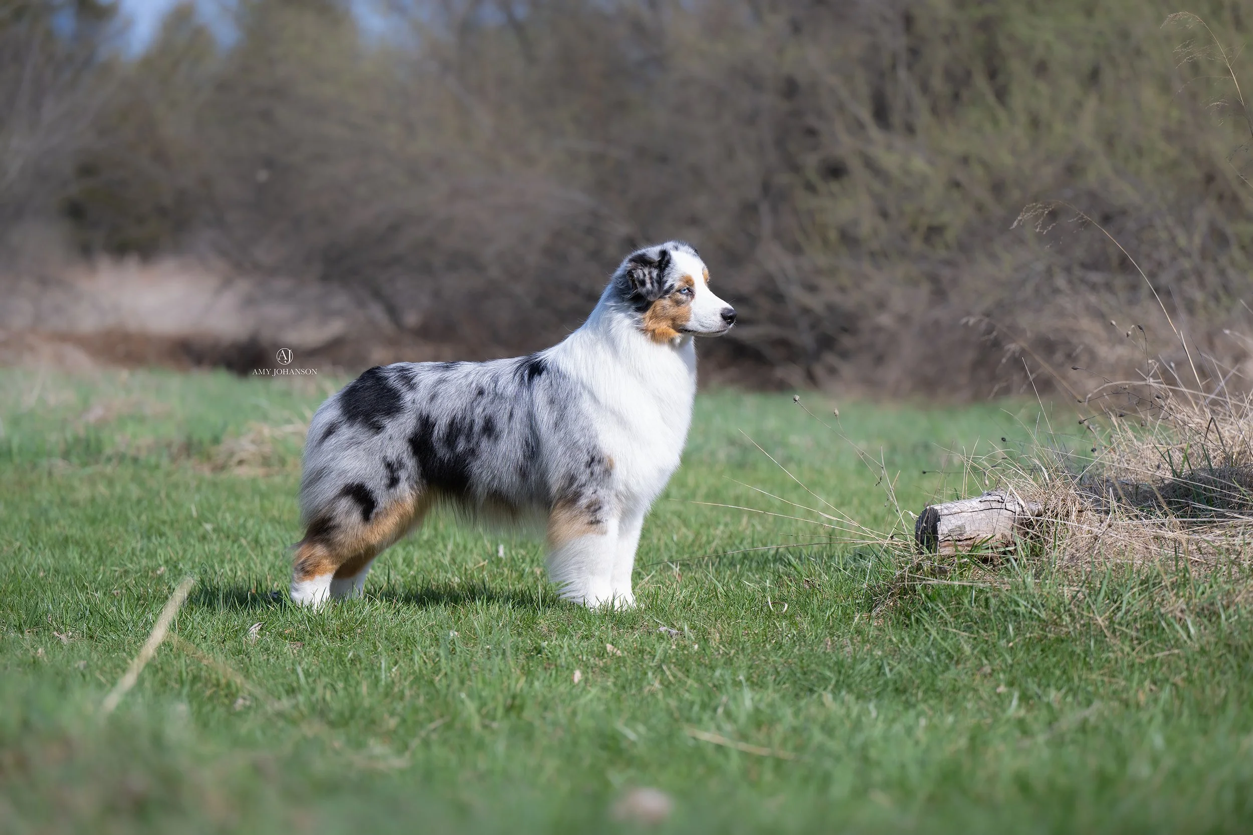 DSC_2748-Edit.jpg