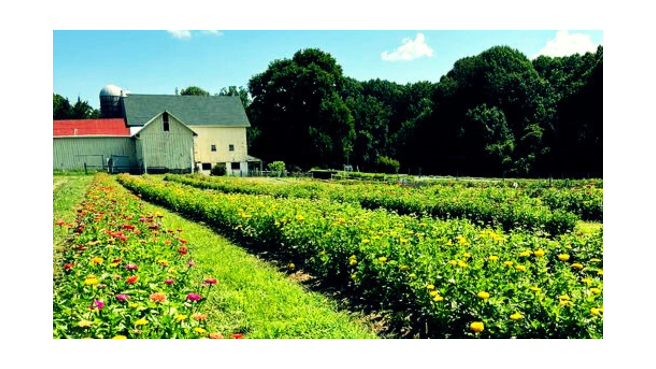 Blog+Banner+for+Website+Content.jpg