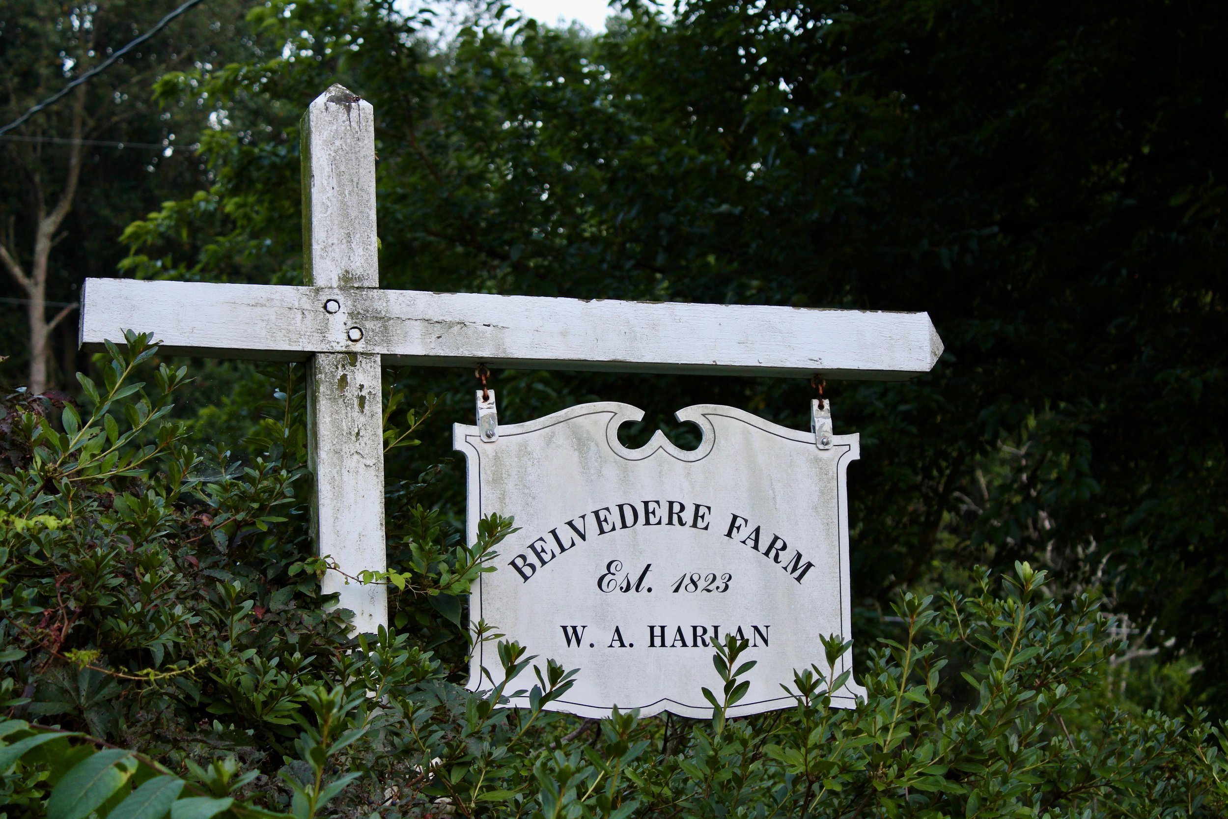 Belvedere Farm sign in azalea.jpg