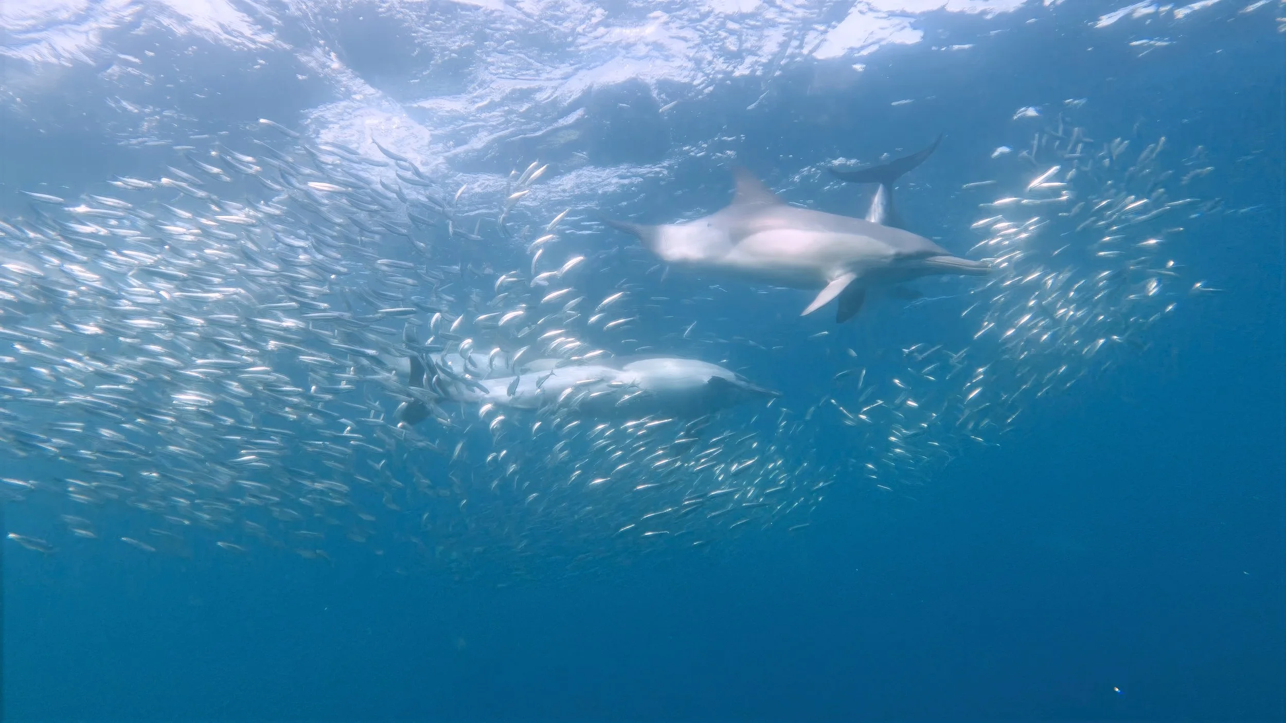 Dolphins.jpg