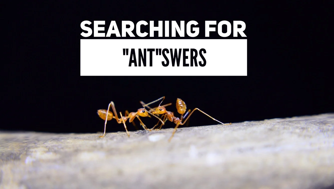 Searching for "Ant"swers