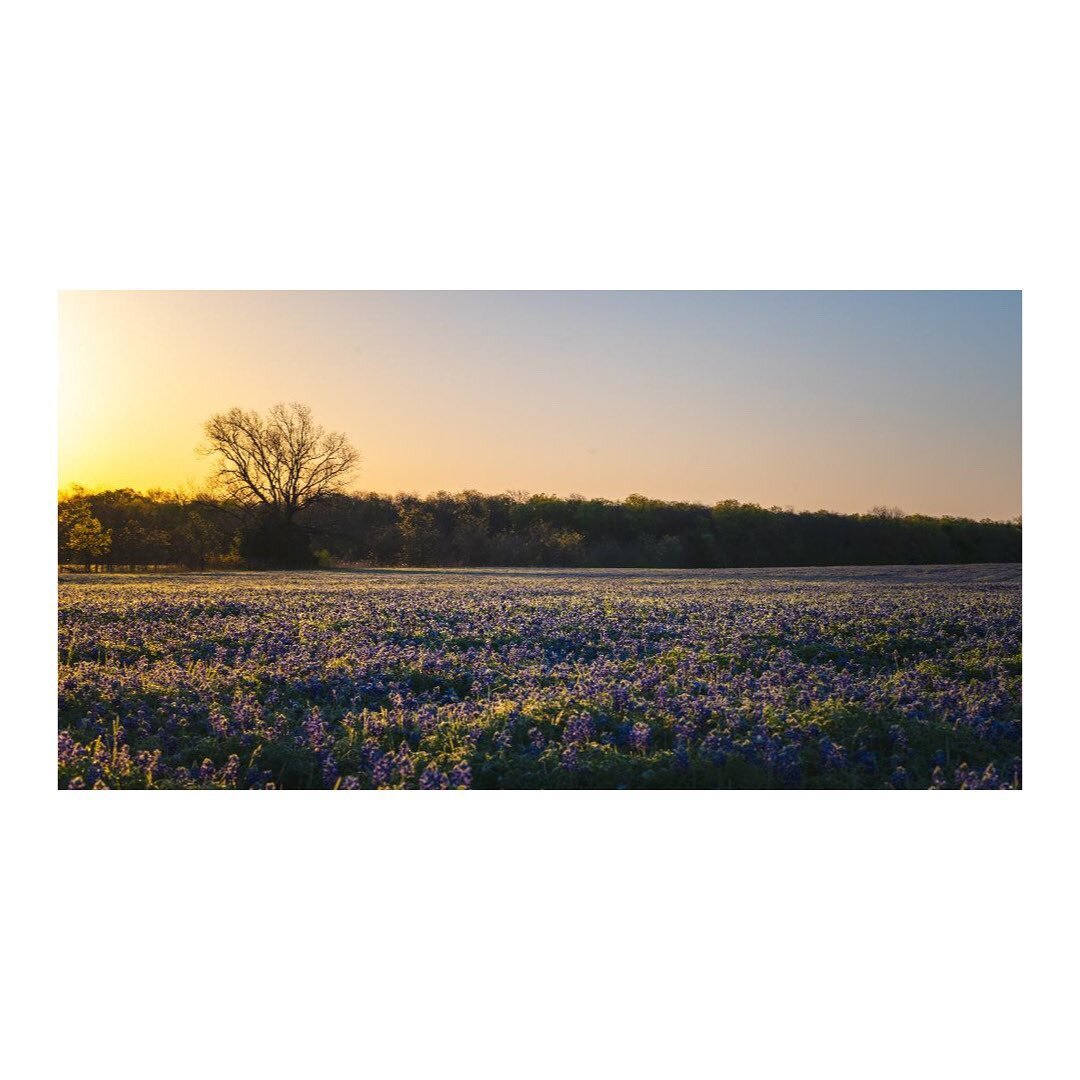Saturday morning bluebonnet exploring! Almost missed this because I HAD to drop off at @bucees for a coffee first! Lovely field right there!
#bluebonnets #txbluebonnets #ennistx #texas