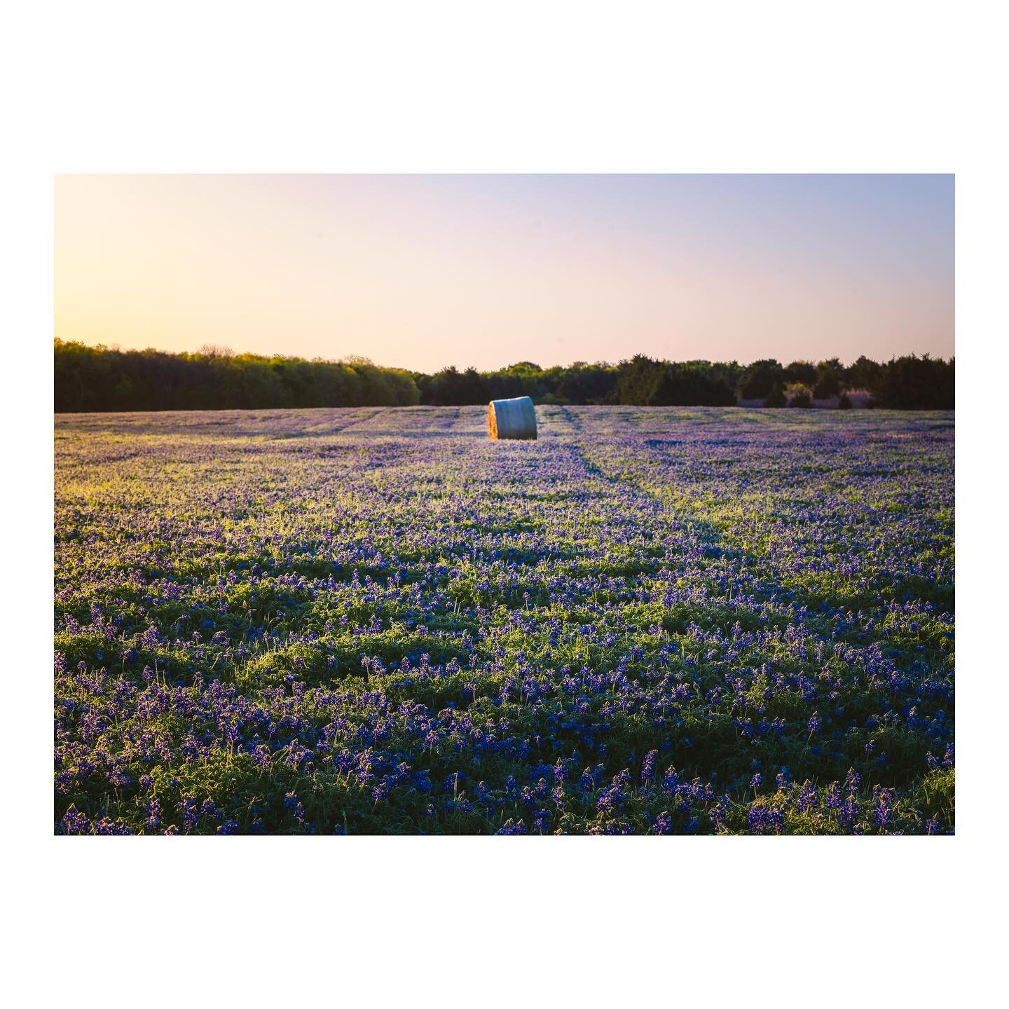 Bluebonnet fields in Ennis Tx. Right now the bluebonnet festival is happening. You can grad a map and follow the trail but like most things it can be good to venture off course a bit for exploration. This little gem was definitely not on the trail.