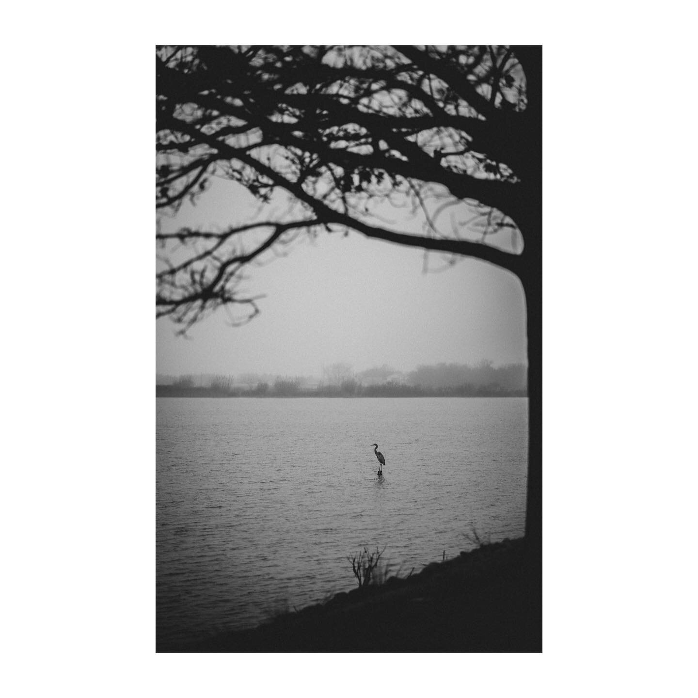 Simple black and white and white bird image. I liked the way the tree kinda framed in the bird. #birdsofinstagram #birdphotography #naturephotography #texasphotographer