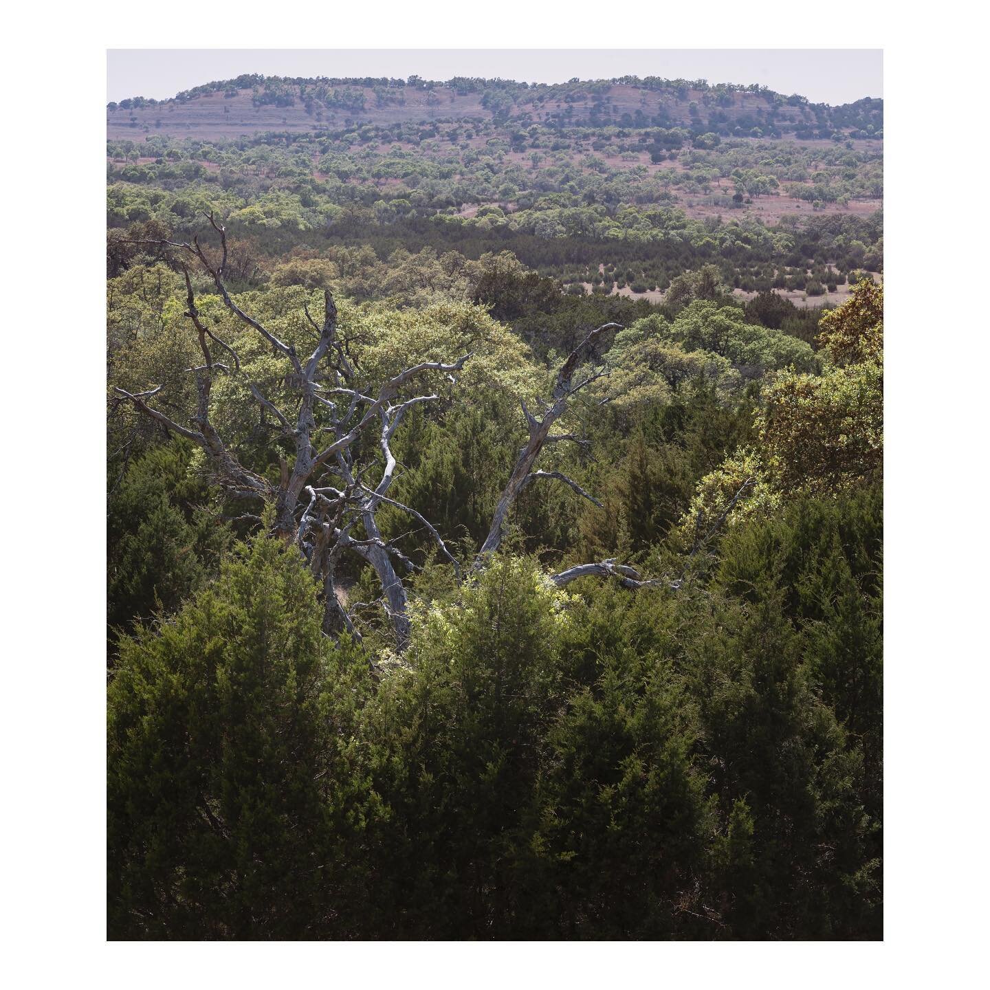 By far my favorite aspect of this shot is the narly dead tree winding it’s way through the canopy! This is probably my most lazy shots I’ve ever taking also. Literally pulled over and rolled the window down, single hand, click. Image capt