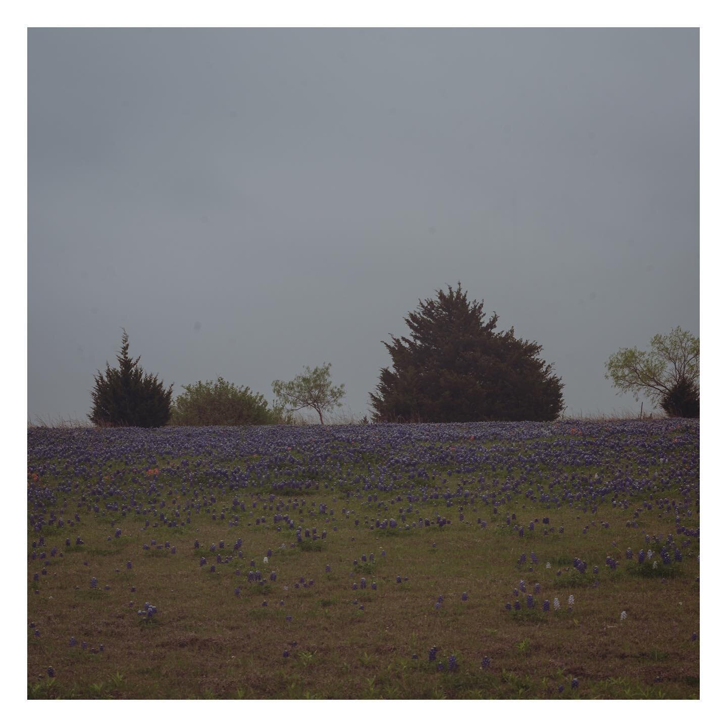 Moody Texas Bluebonnet Shot. Are you a bluebonnet person? Or Indian Paint Brush? They are often seen together so I’m curious which is your favorite?#flowers #bluebonnets #texasbluebonnets #landscapephotography