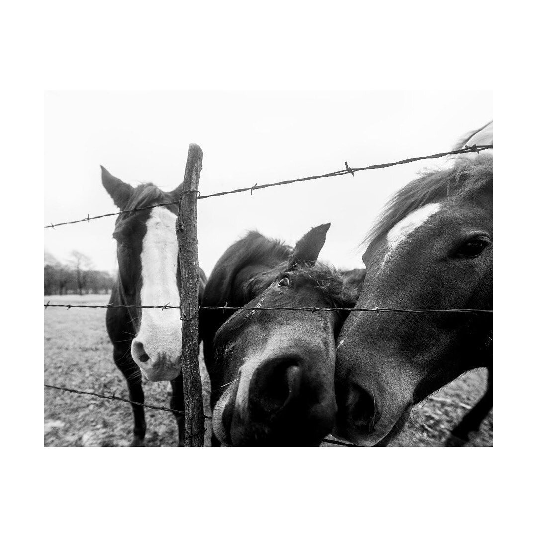 I just laugh every time I see this print! #horsesofinstagram #horsephotograpy