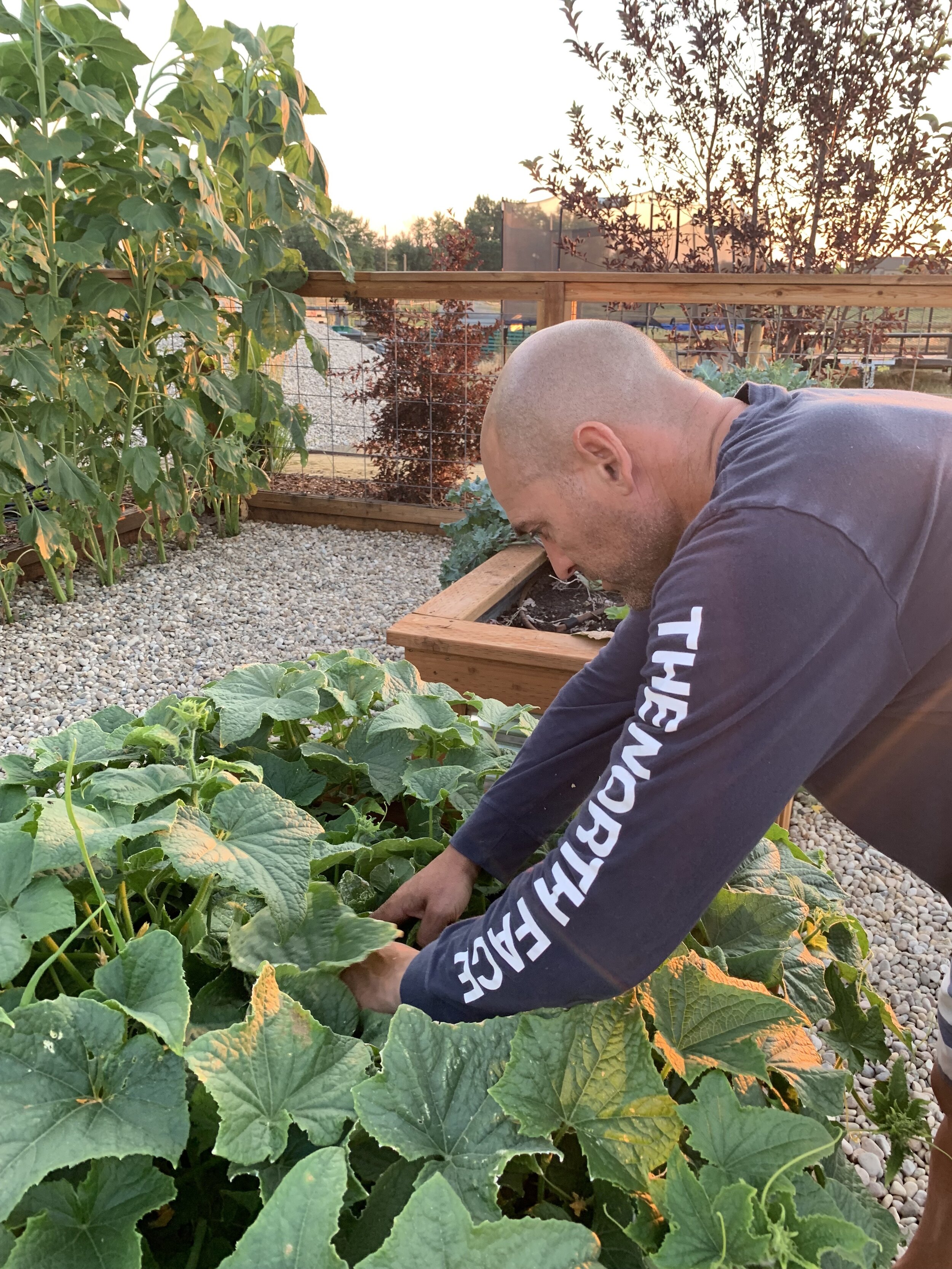 cucumber hunting .JPG