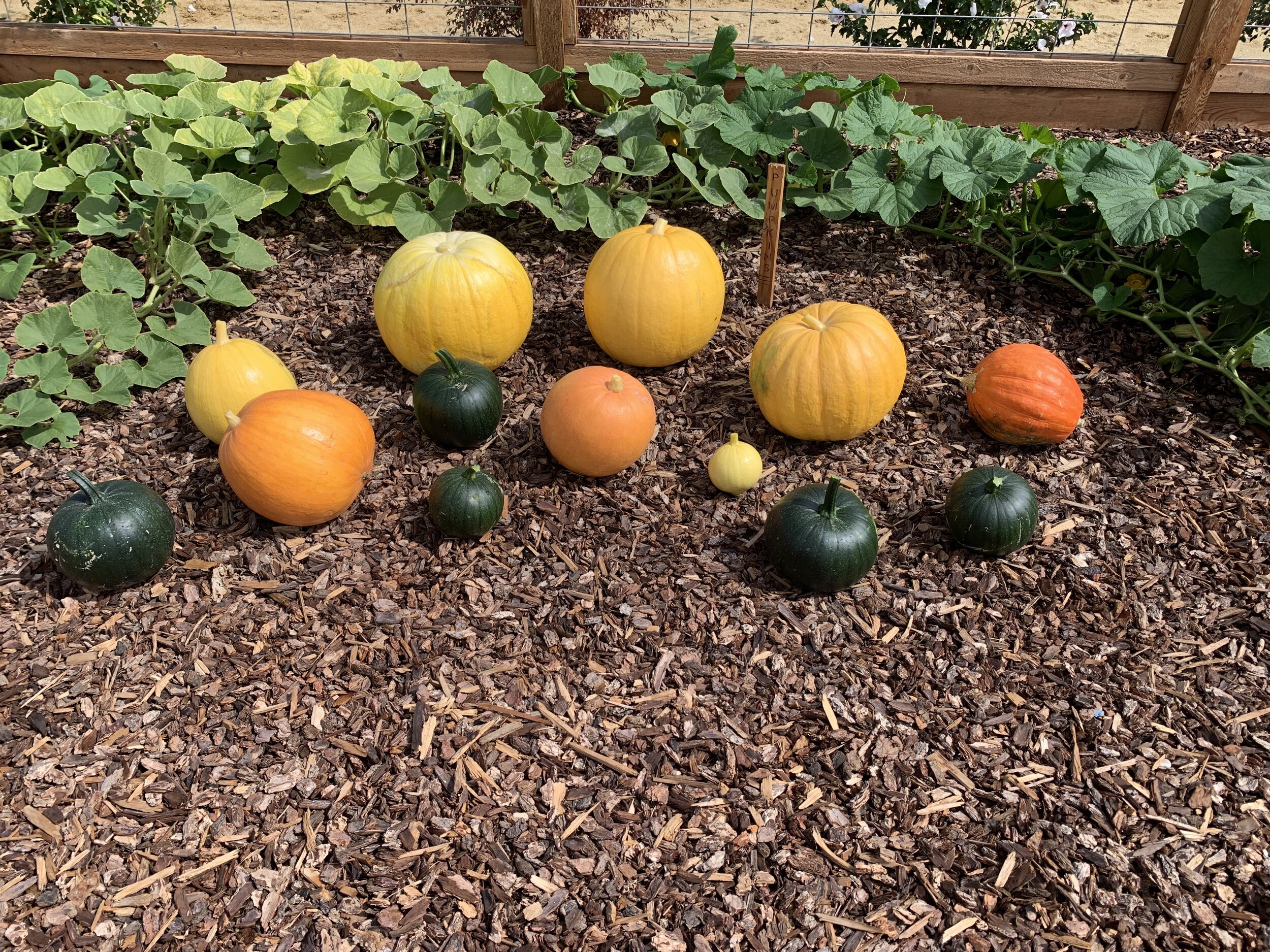 pumpkins.JPG