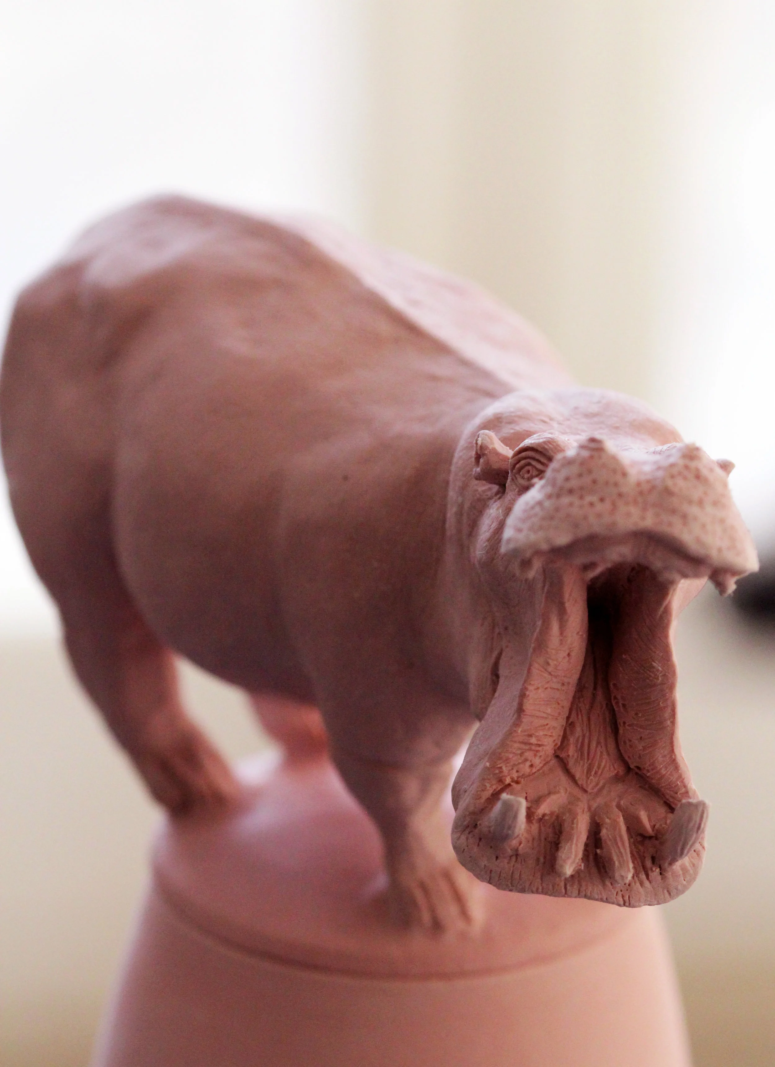 Hippopotamus