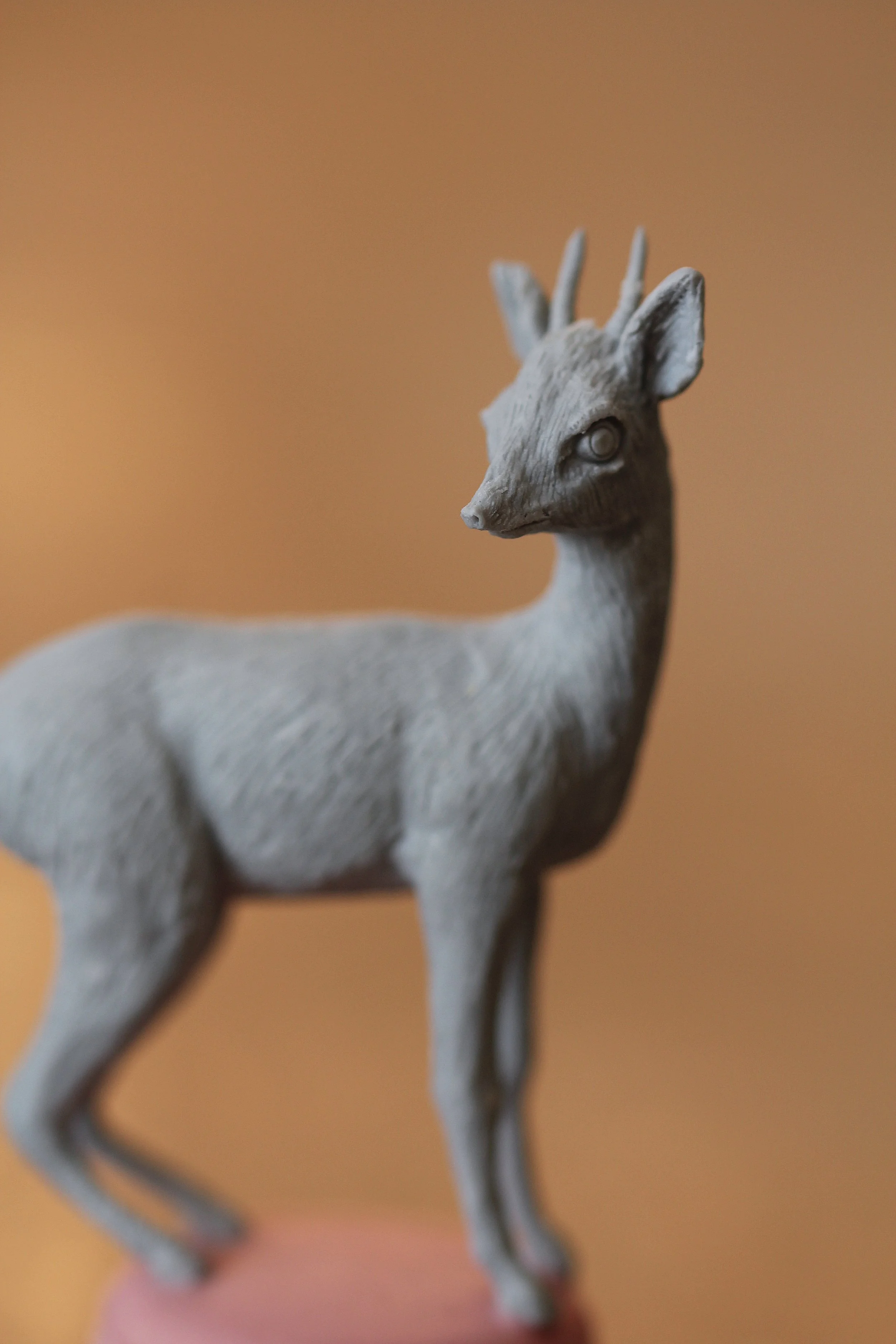   6. Kirk’s Dik Dik   105mm x 45mm  £380  (SOLD)  