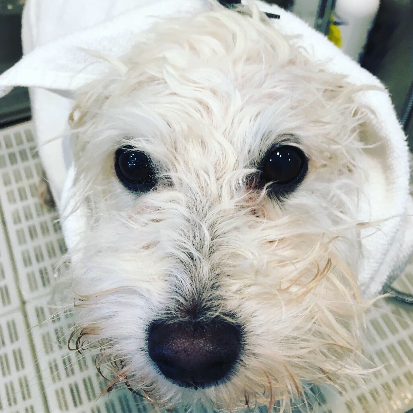 Romeo, Malitpoo. Jersey City (Copy)