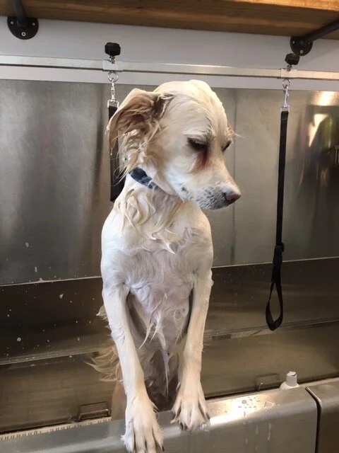 Bella, Golden Retriever/Chihuahua Mix. Jersey City (Copy)