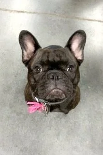  Pudding, Frenchie (Jersey City)  