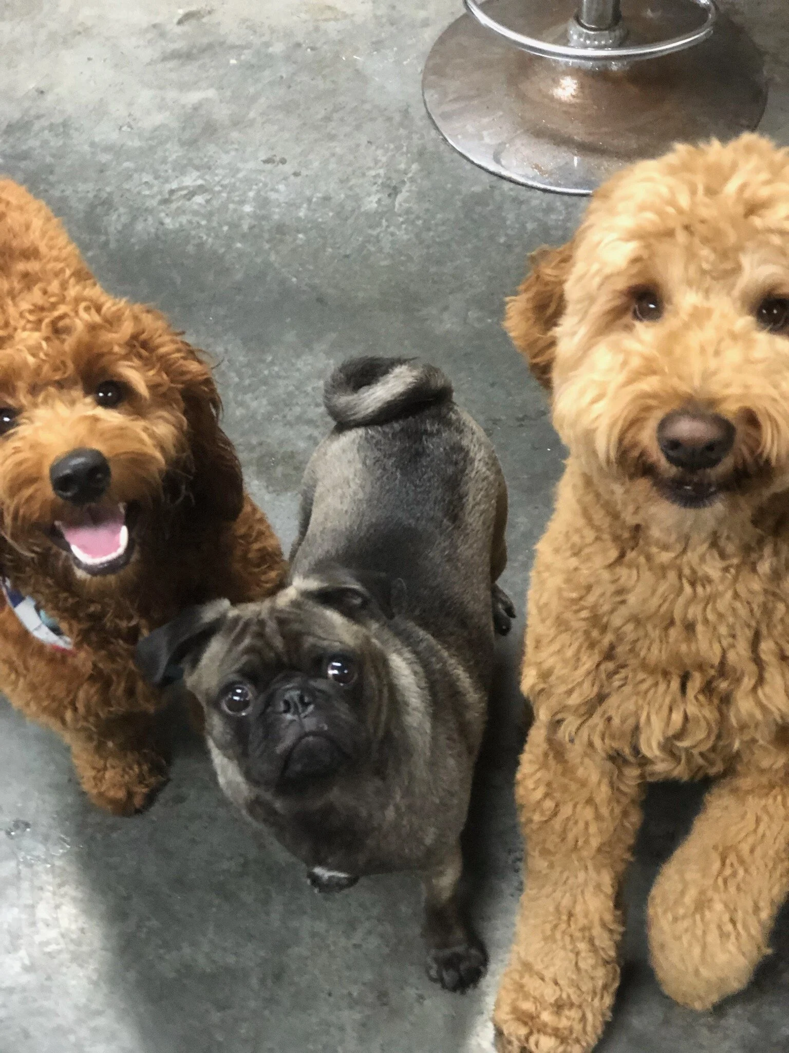  Doggie Day Care friends 