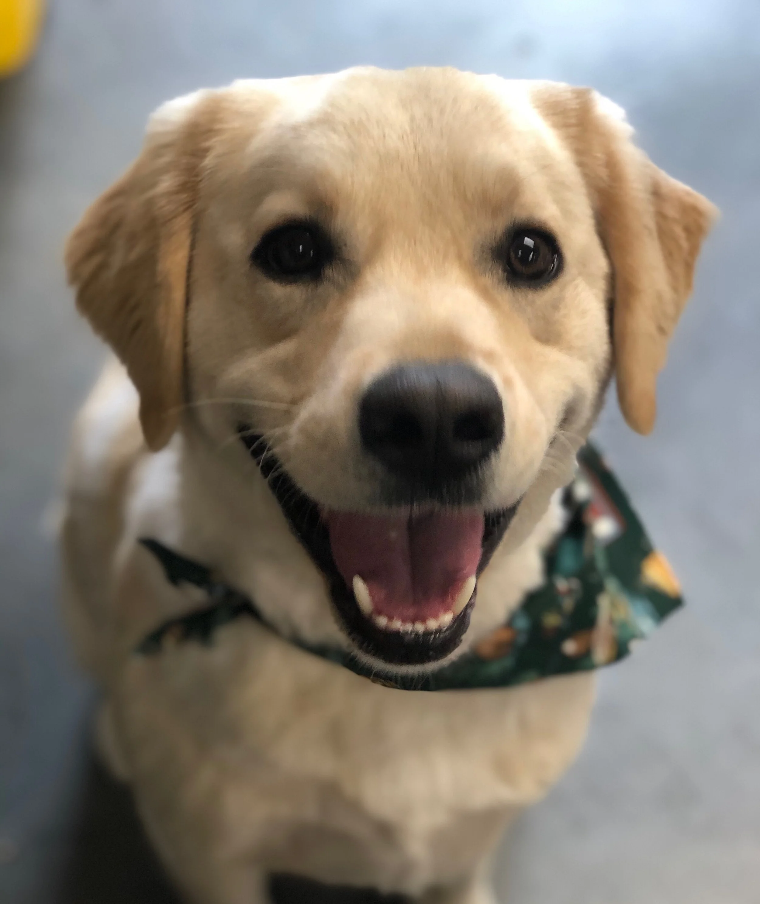  Lucky the Golden looking like a Lab! 