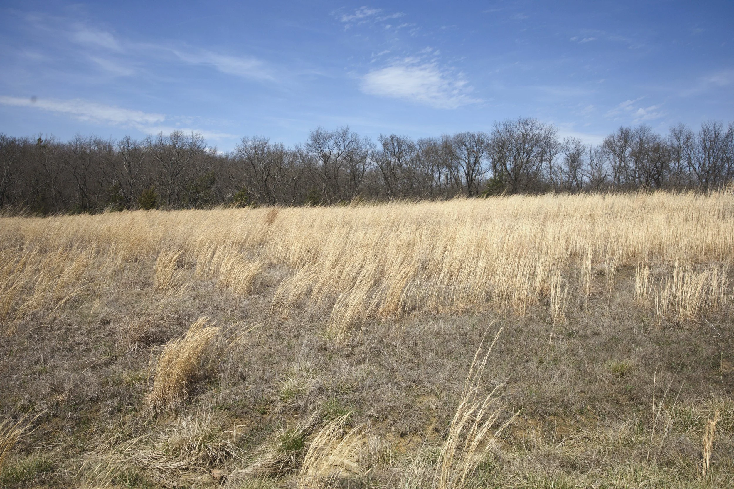 A field of wheat with a row of trees behind it. The sky is blue and has whispy white clouds