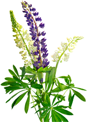 tidbit-lupines.png