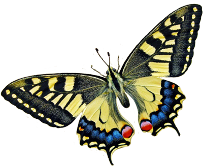 tidbit-butterfly.png