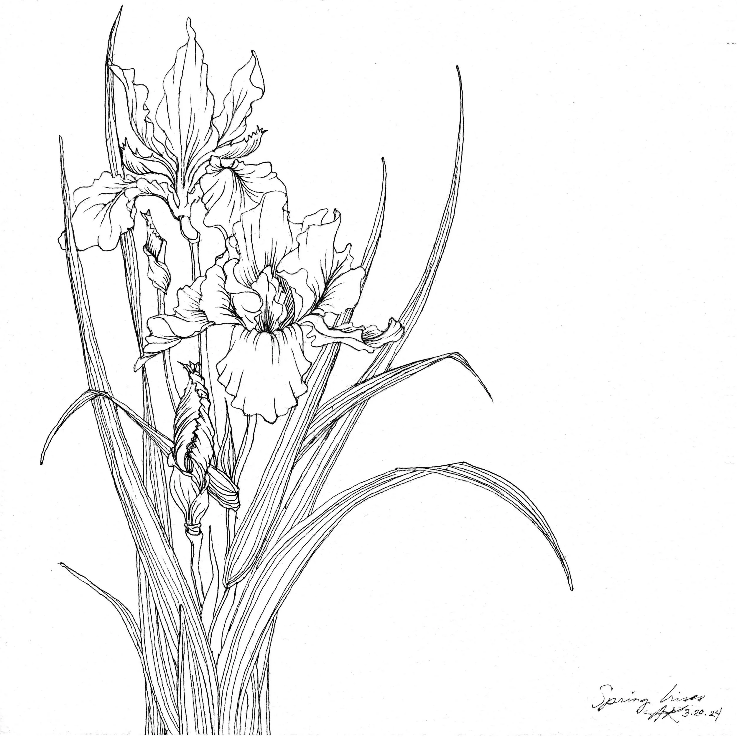 Irises '24_bw.jpg