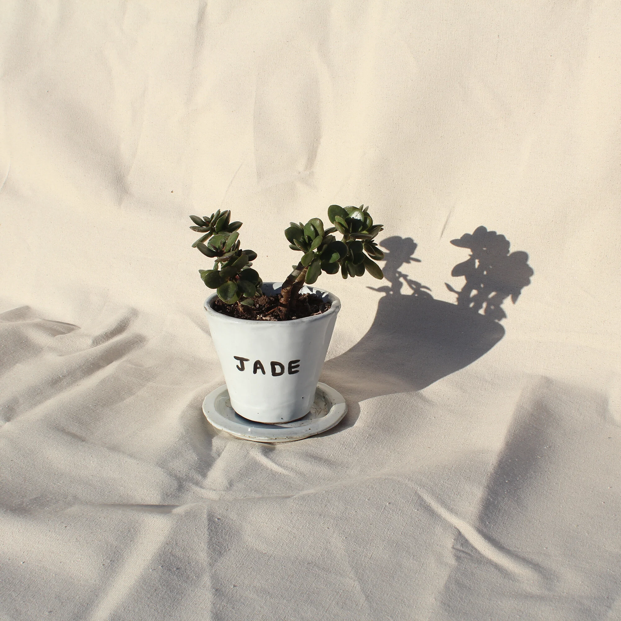 "Jade" Planter + Base