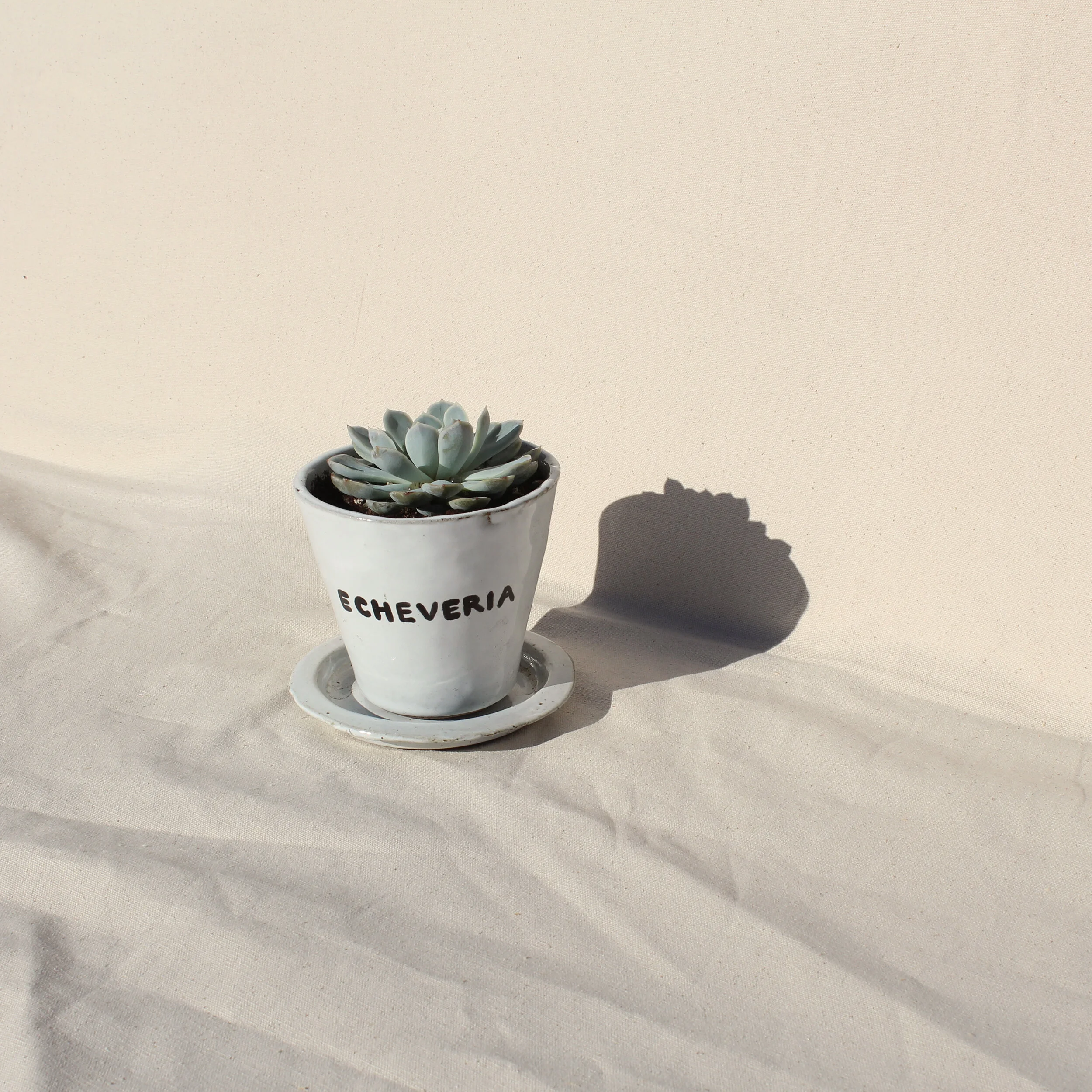 "Echeveria" Planter + Base
