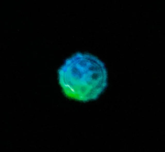 Our work of lights in the sky.