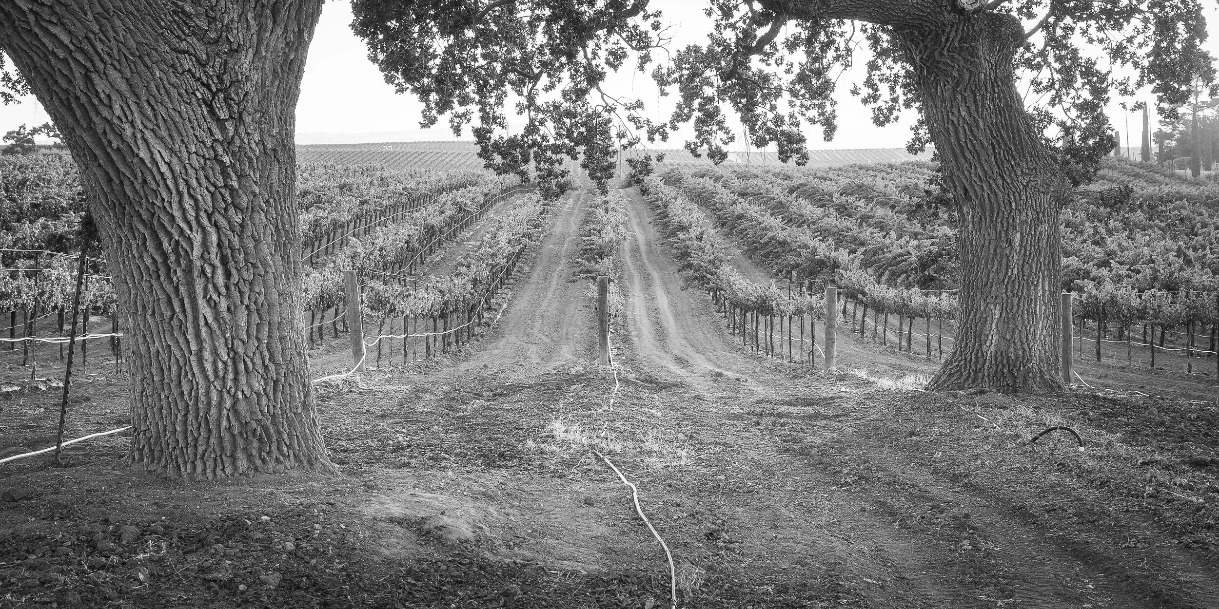 bianchivineyard.jpg