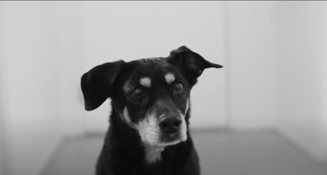 Extra special thanks to Jason P. Williams (@kima_and_jason_present) for coming down to the basement to talk love, loss, and light last night. There’s nothing like a good dog. ❤️