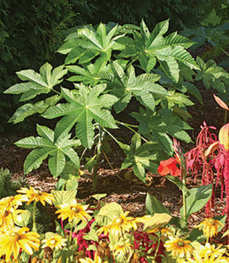 Castor Plant.jpg