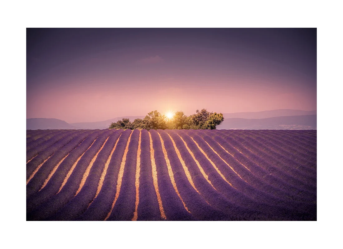 valensole.jpg