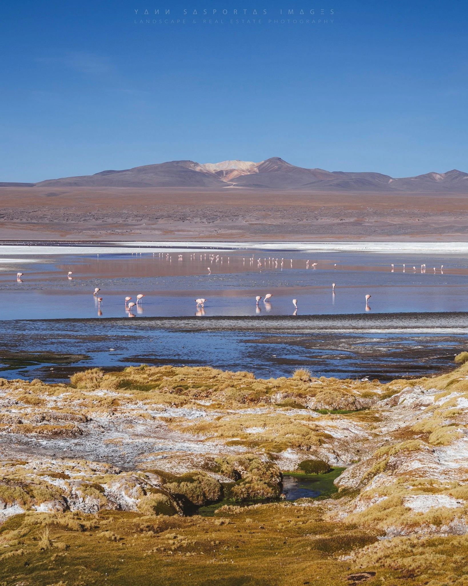 Laguna Colorada, Bolivie.
La lagune Colorada, situ&eacute;e &agrave; 4278m d'altitude, dans la r&eacute;serve nationale de faune andine Eduardo Avaroa en Bolivie, est un lac sal&eacute; color&eacute; abritant trois esp&egrave;ces de flamants roses, d