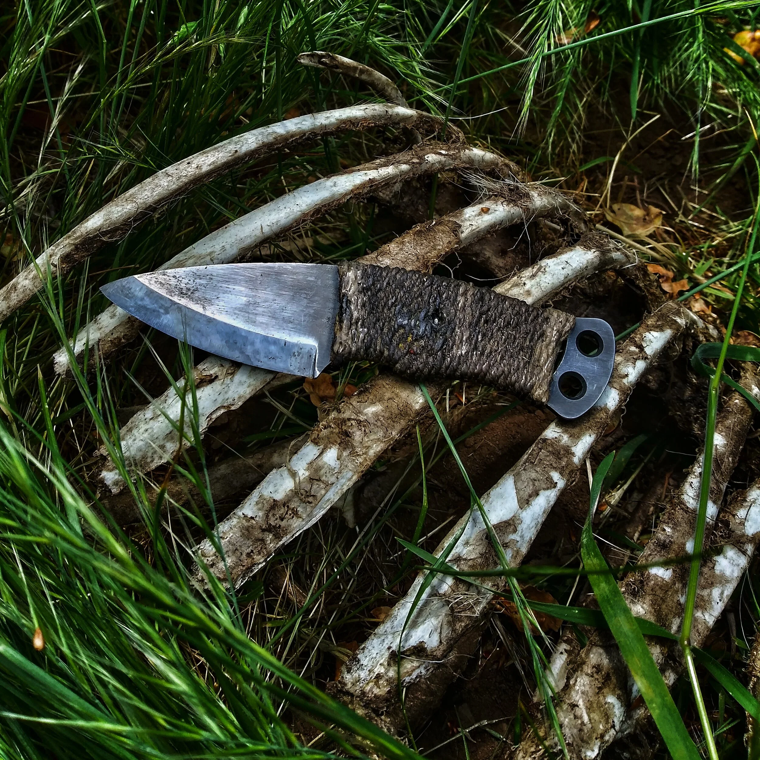 A knife laying on a bleached set of ribs from an animal.