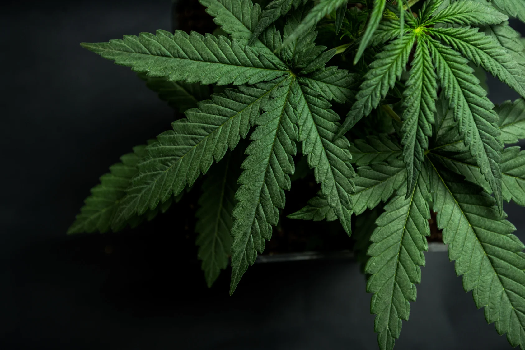 cannabis-logo.jpg